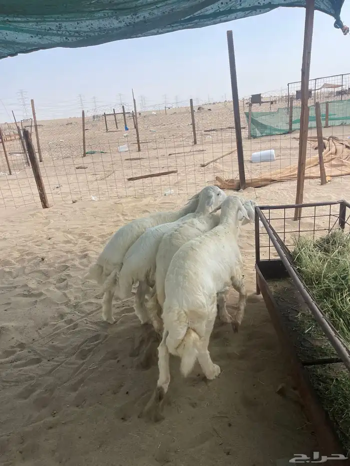 طليان حري نظيفه من المراح يتوفر ذبح وتوصيل 0