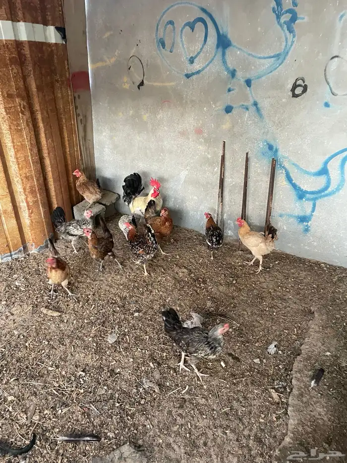 للبيع دجاج بلدي بياض العدد10حبات مع ديك مع2معالف ومشرب مياه 1