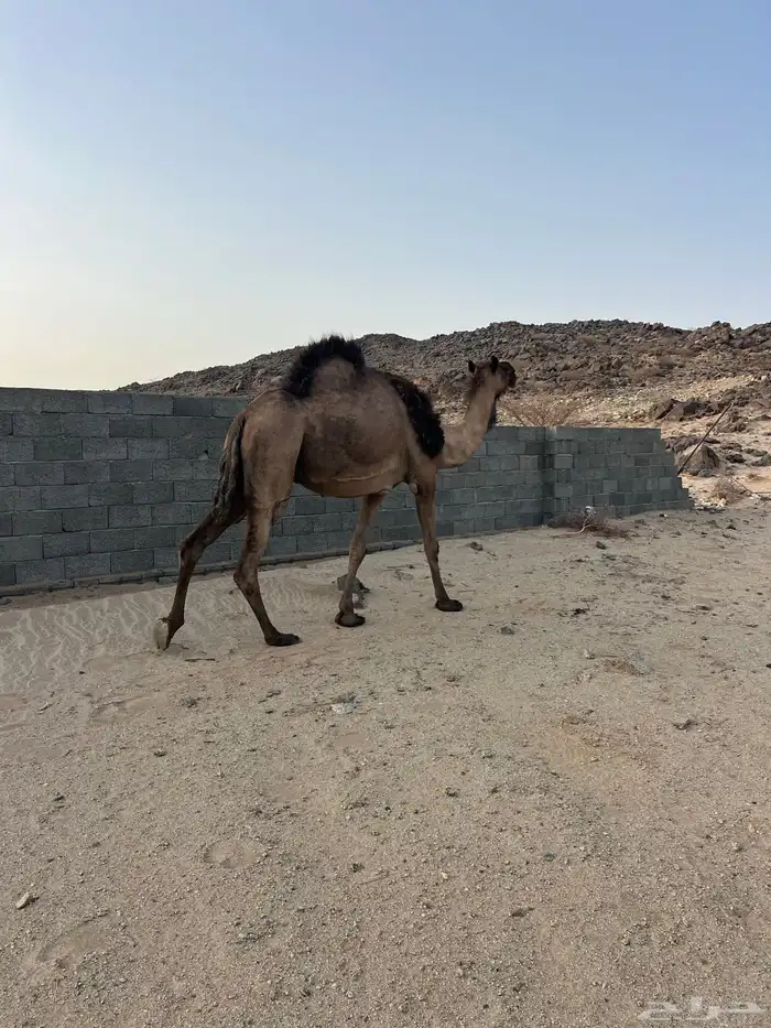ابل 4