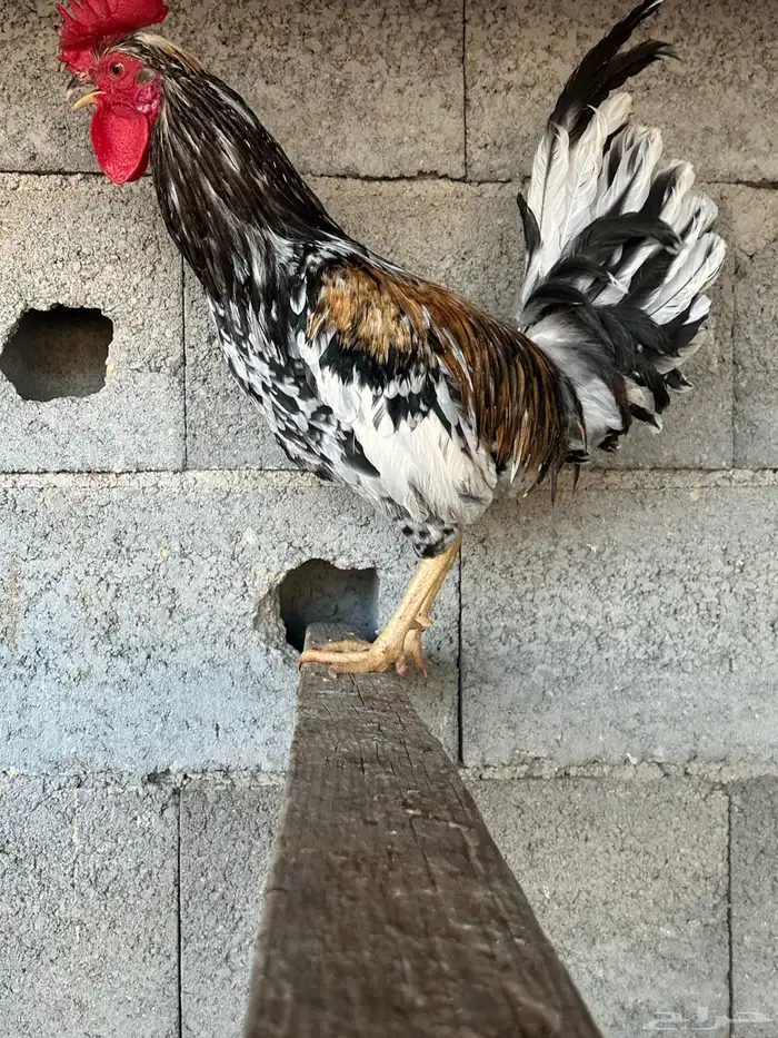 دجاج عربي ترثه 11