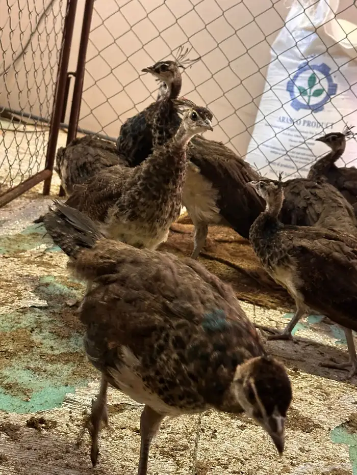 طائوس او طاووس فراخه للبيع 2