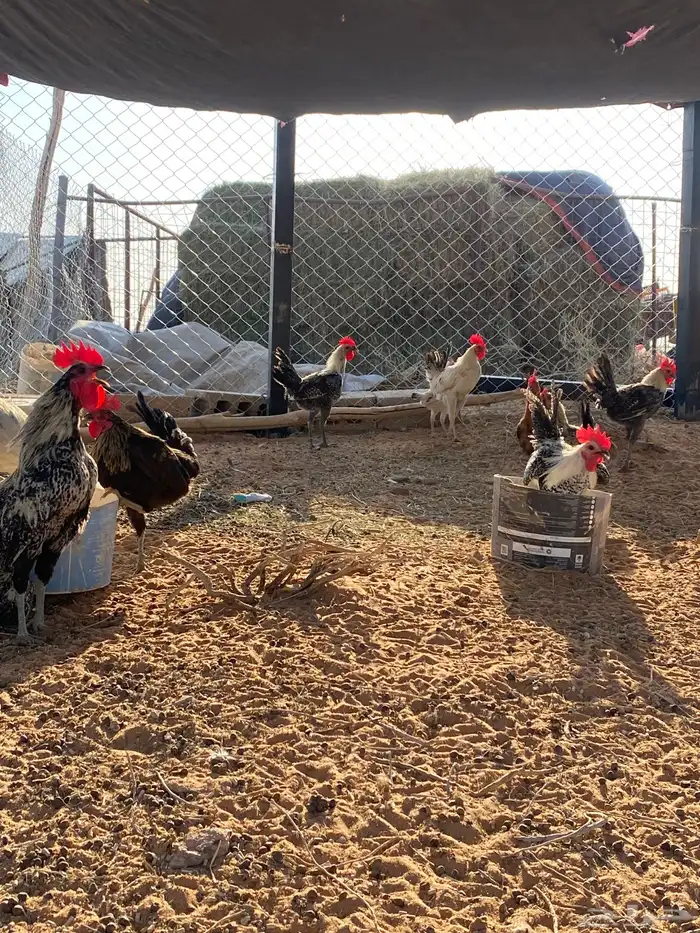 البيع ديوك طيبه وصحه شرط 2