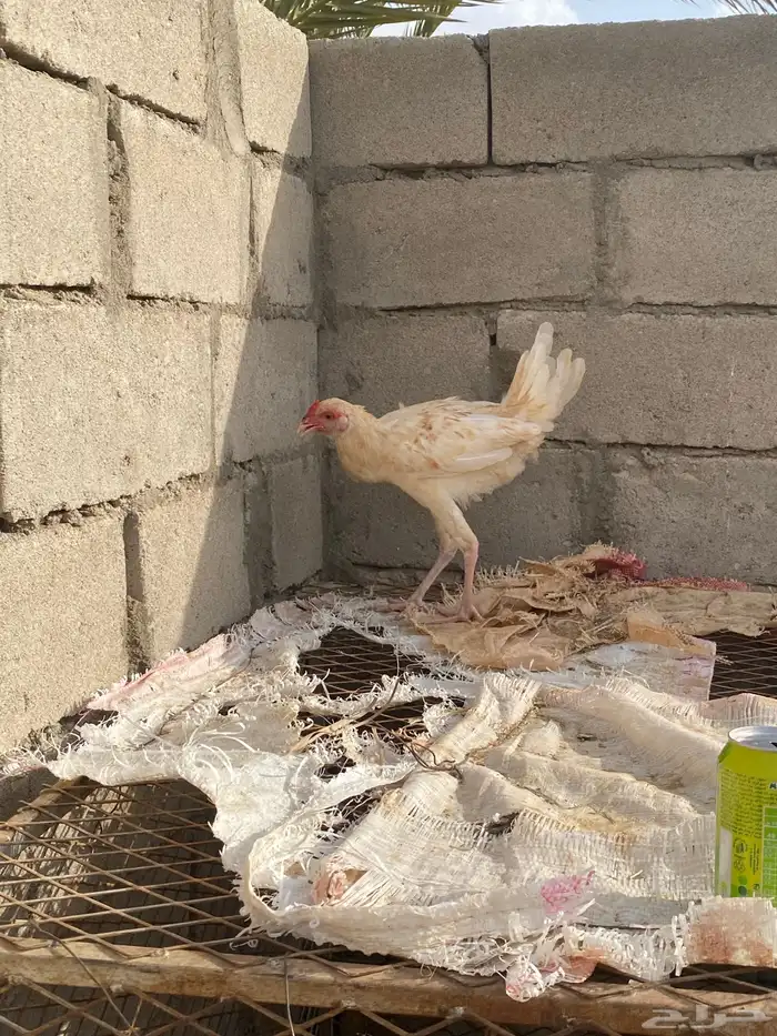 ديك باكستاني كفو صغير عمره 6شهور 3