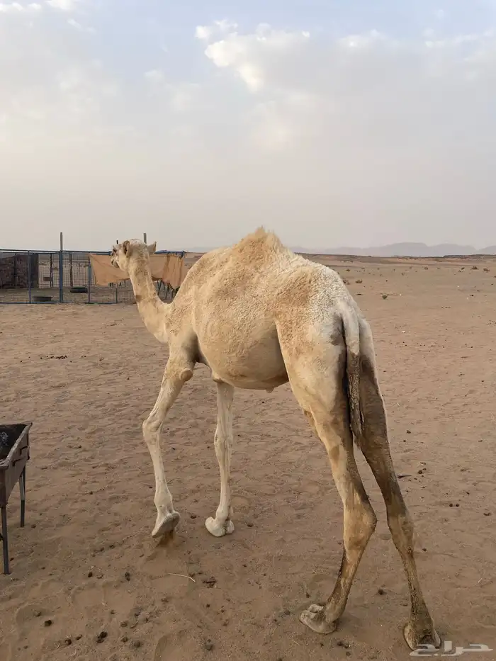 بكره لبيع 0