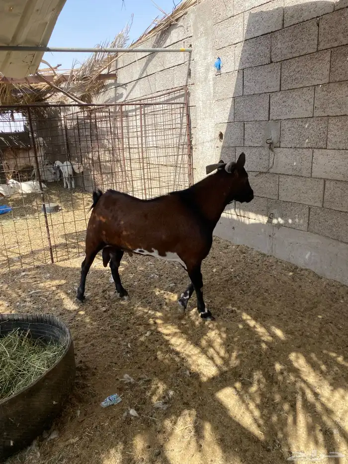 تيس جنوبي مشروط 3