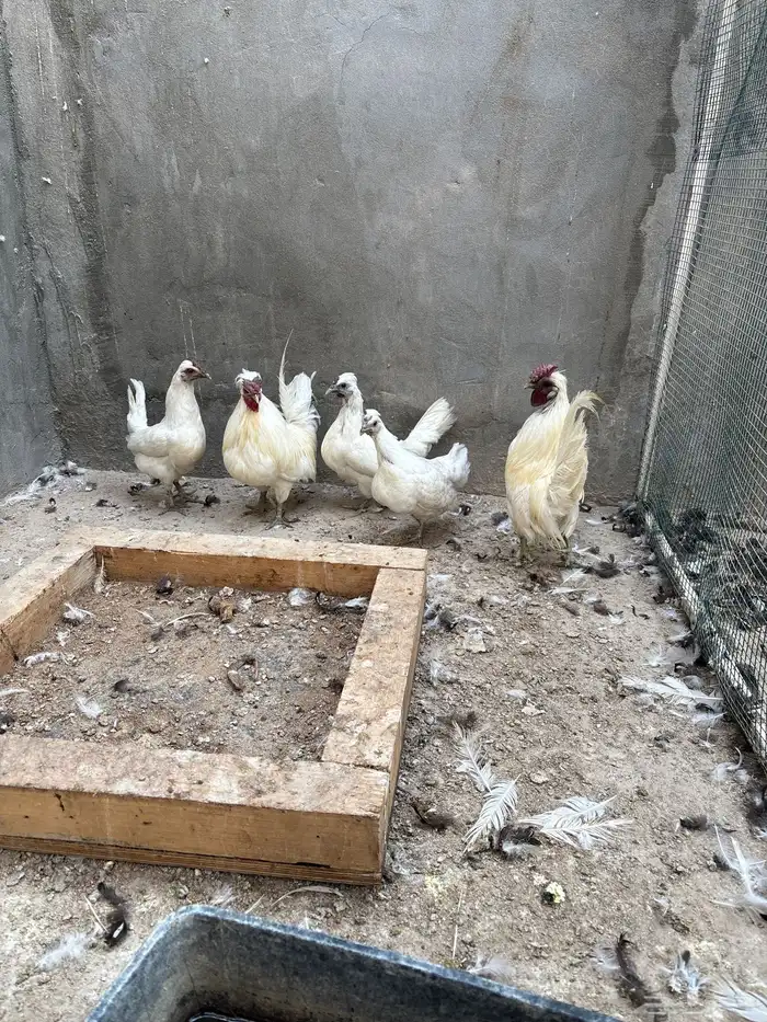 البيع دجاج حباحب 1
