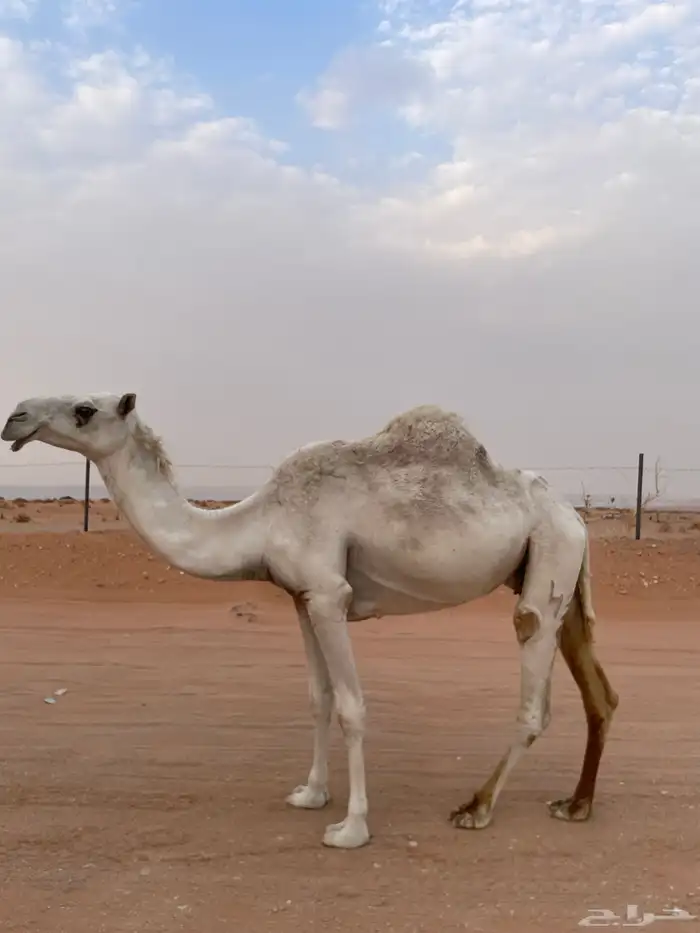 الوضحا 1