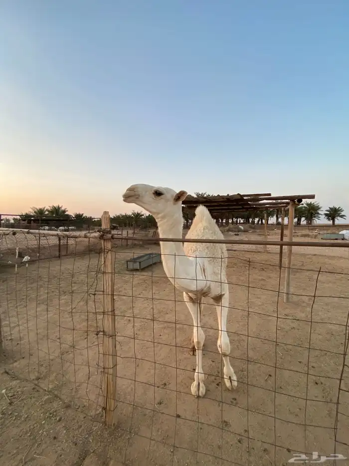 ناقه خلفه منيحه 7