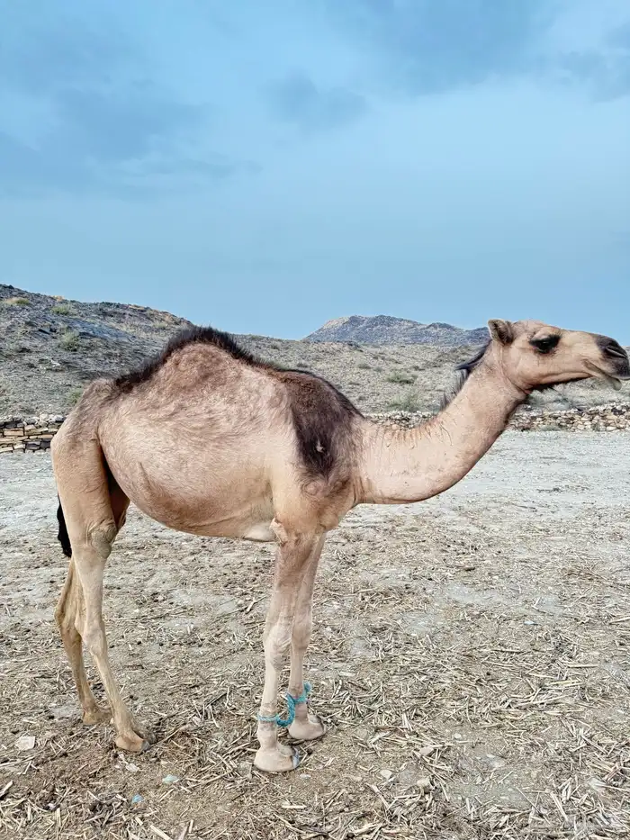 للبيع بكره لقيه 1