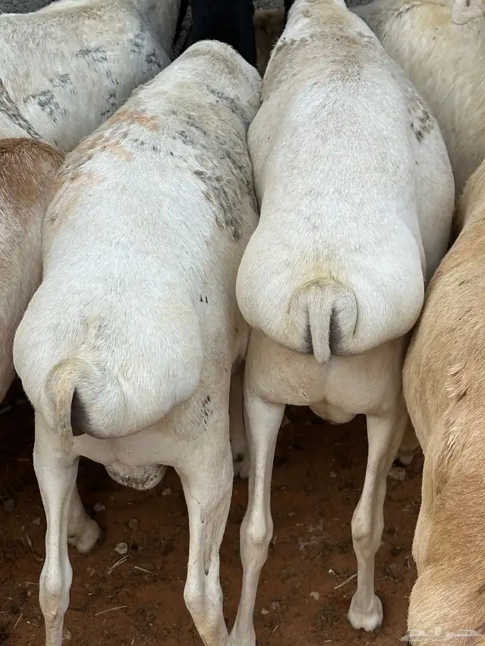 سواكن ورفيديات وبرابر طب وتخير 8
