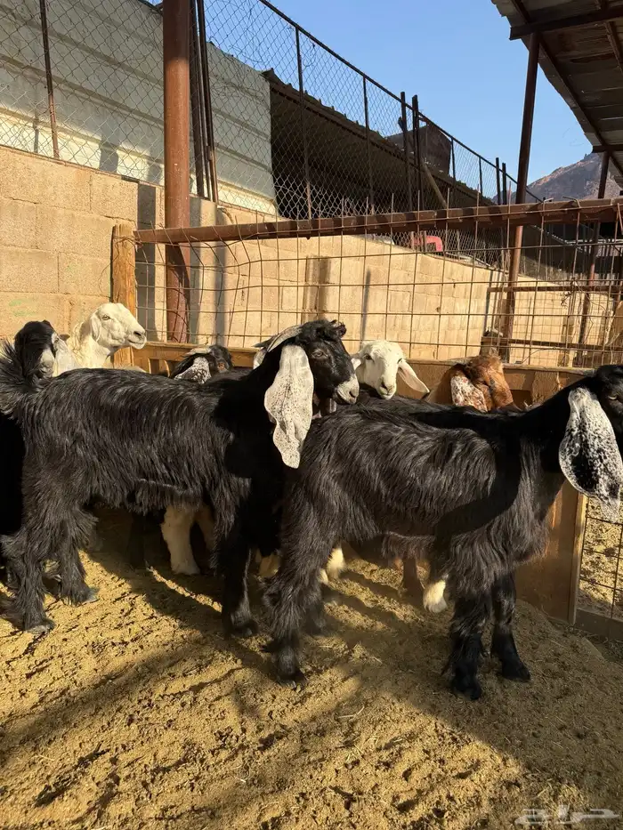 طليان وتيوس ذبايح نظيفه ع الشرط ( سلخ وتوصيل ) 7