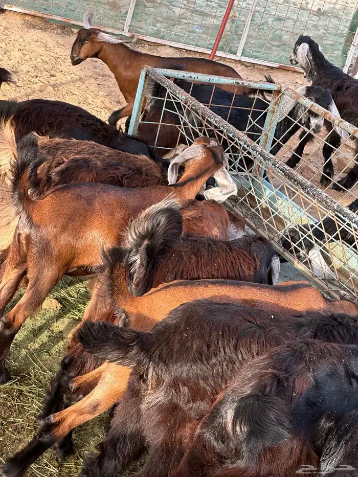 تيوس مخصاه وجفار ولطليان للبيع 2