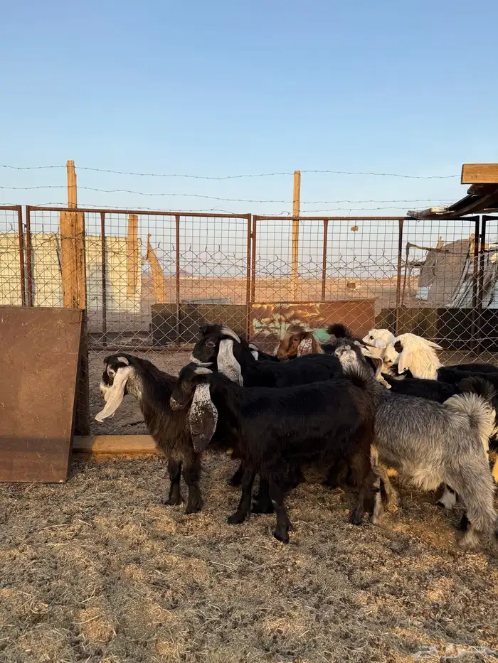 طليان وتيوس ذبايح نظيفه ع الشرط ( سلخ وتوصيل ) 10