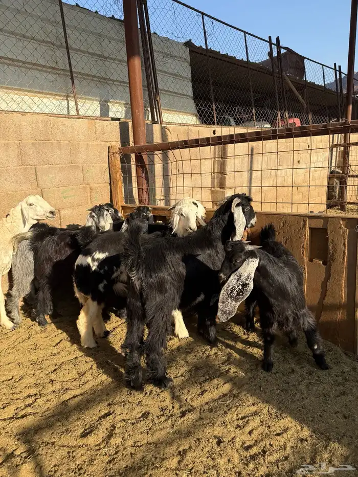 طليان وتيوس ذبايح نظيفه ع الشرط ( سلخ وتوصيل ) 9