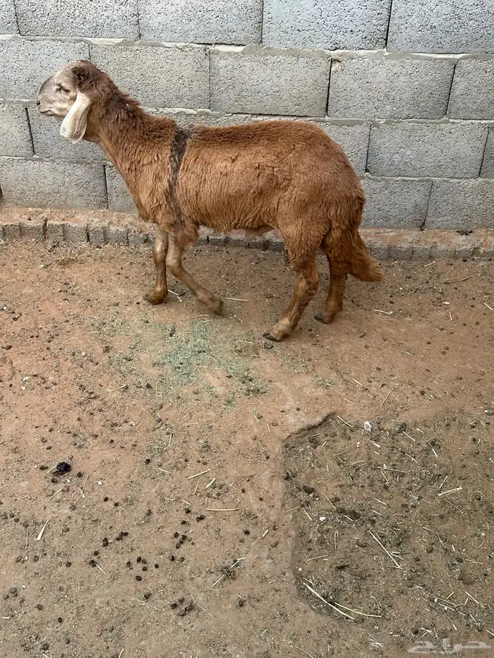سواكني حمري مرآبي 8