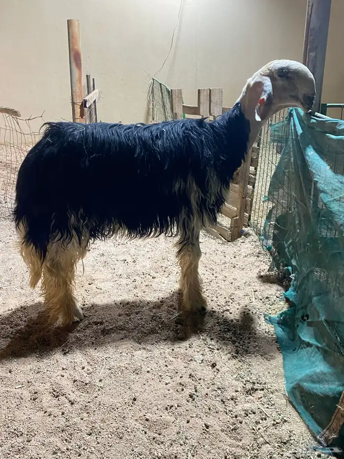 طلي نجدي صنفف 0