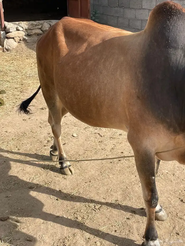 ثور فحل 5