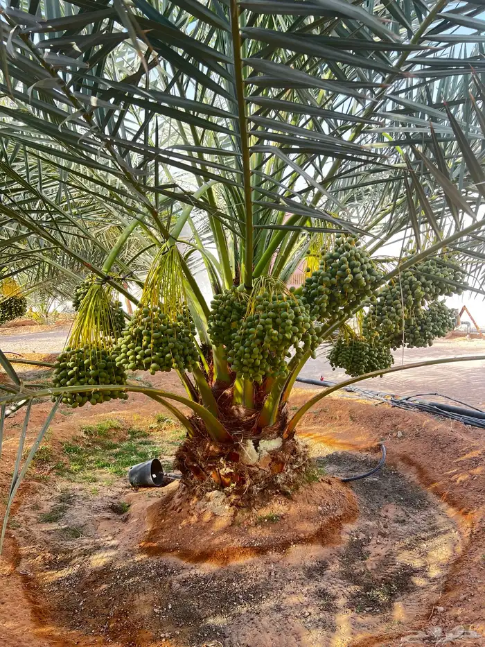 نخل عربي ونخيل الزينه واشنطني جميع الانواع والمقاسات 7