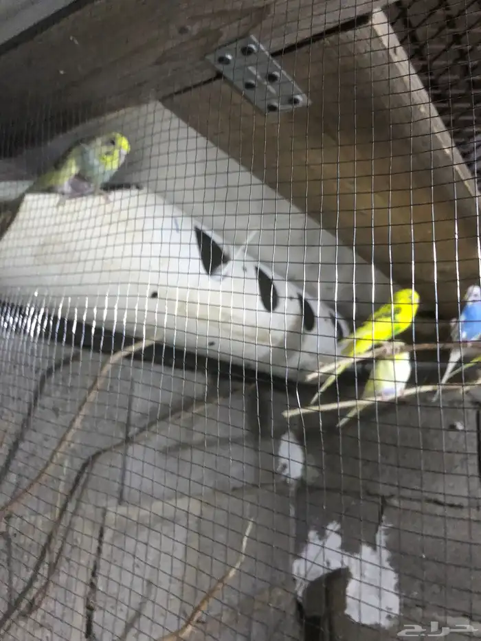 بادعي العدد7مع كيس اكل مع قفص601 سوم 1