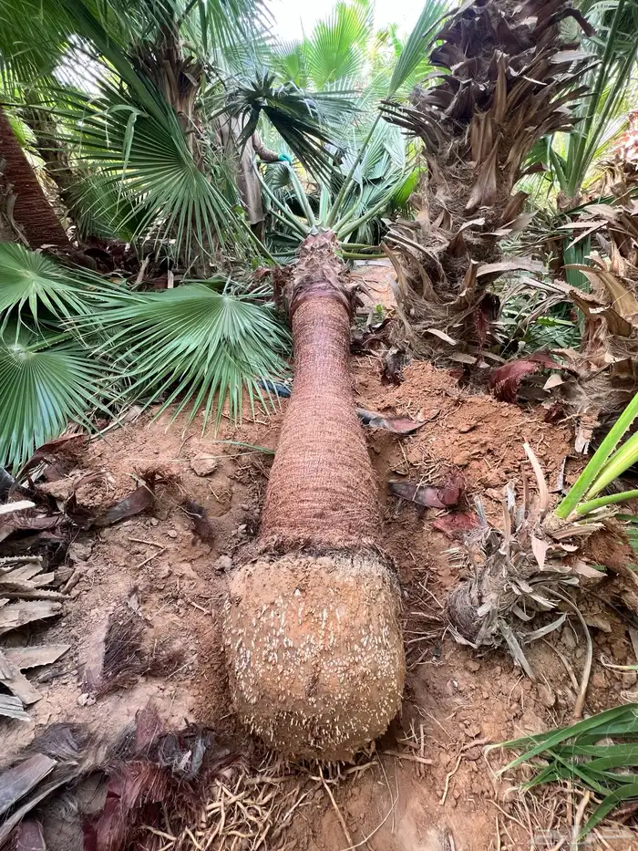 نخل عربي ونخيل الزينه واشنطني جميع الانواع والمقاسات 4