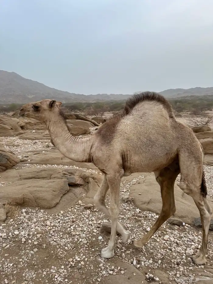 خلفة وقعود كفو كفو 1