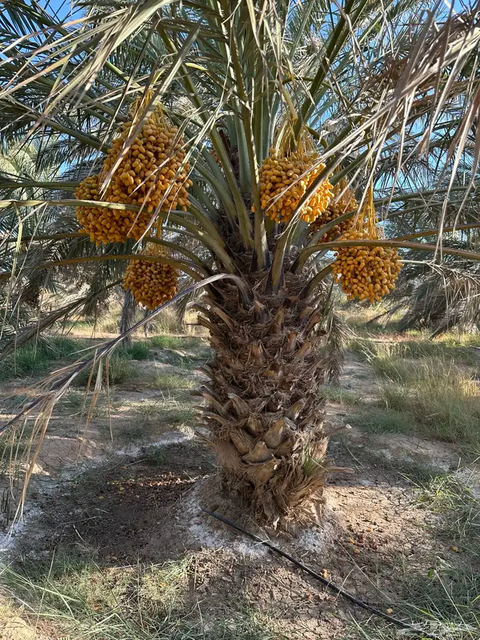 تمور بيض 2