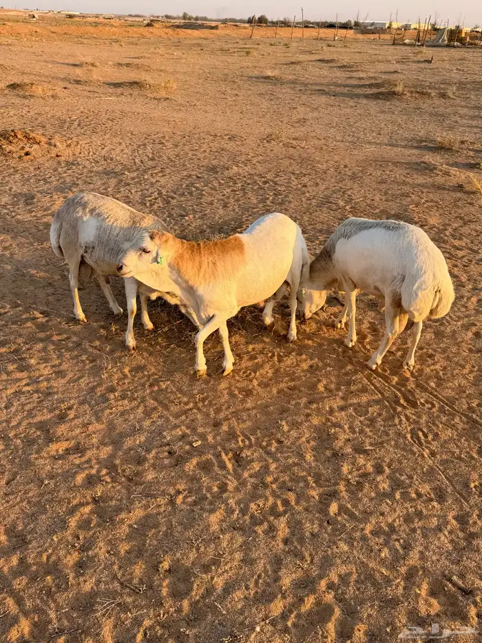 خرفان 3