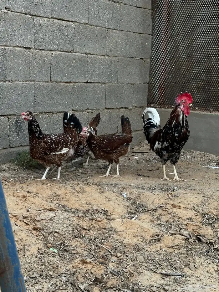 طقم ماكنتوش 0