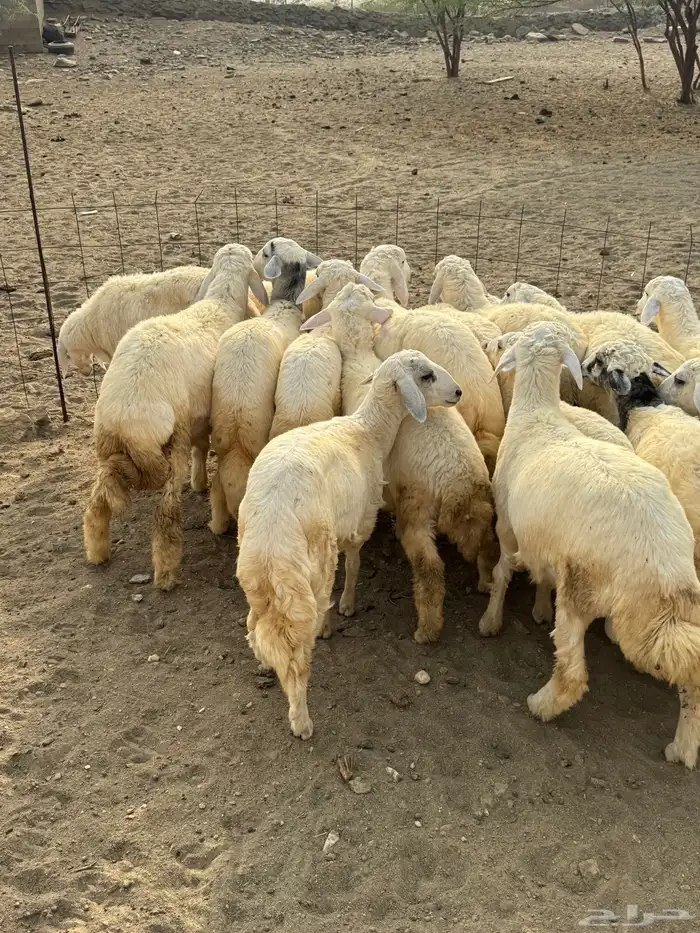 خرفان او طليان حريات 20 5