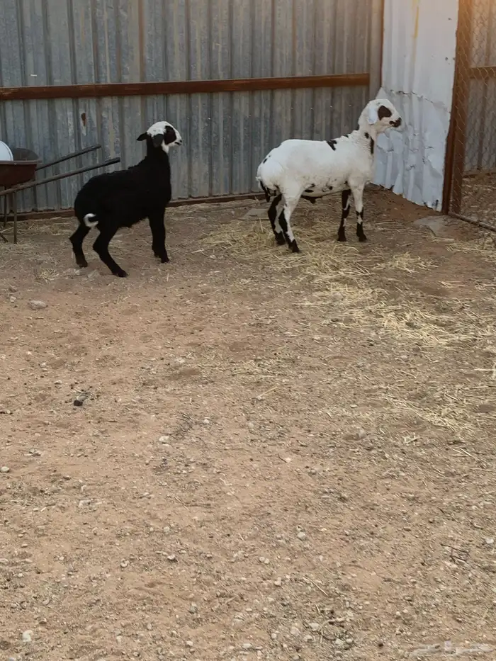 طليان طيبه للبيع 4