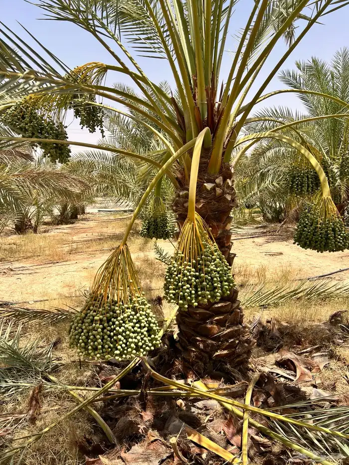 نخل عربي ونخيل الزينه واشنطني جميع الانواع والمقاسات 1