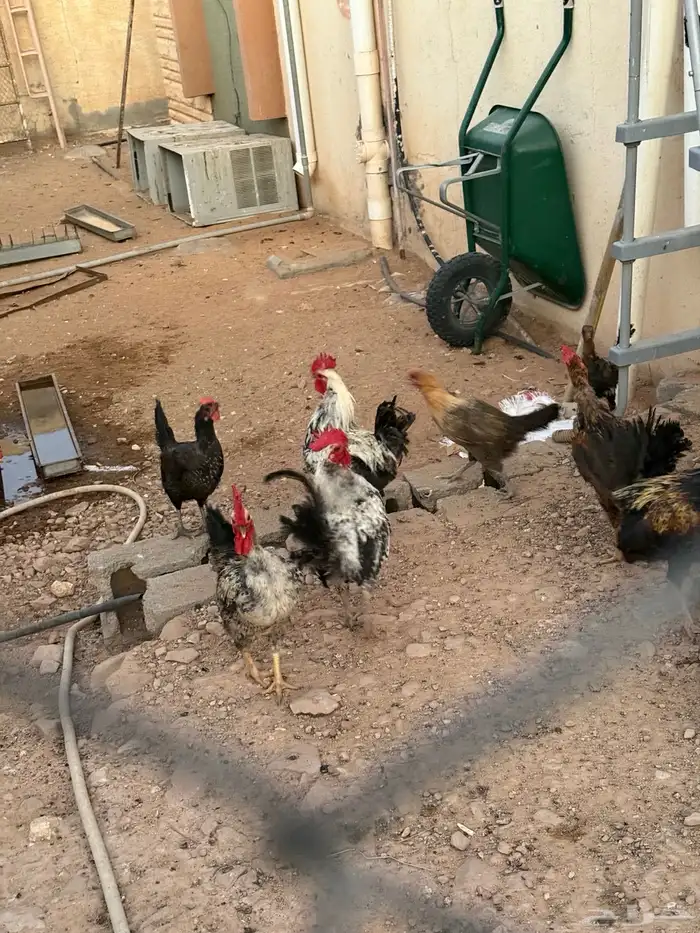 للبيع دجاج بياض وديوك 3