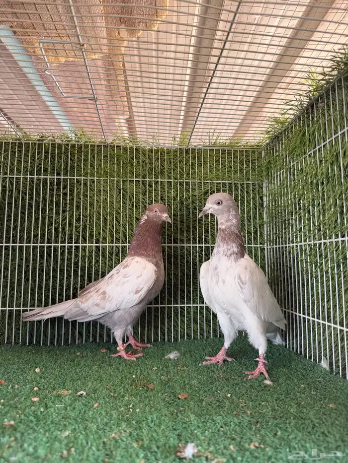 جميع النسول الحمام الباكستاني 23