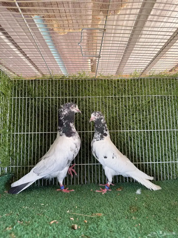 جميع النسول الحمام الباكستاني 25