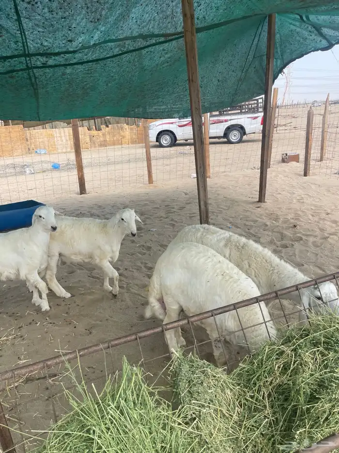 طليان حري نظيفه من المراح يتوفر ذبح وتوصيل 2