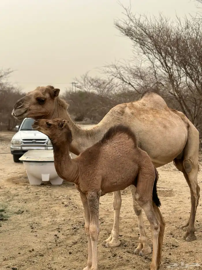 ناقه خلفه للبيع 2