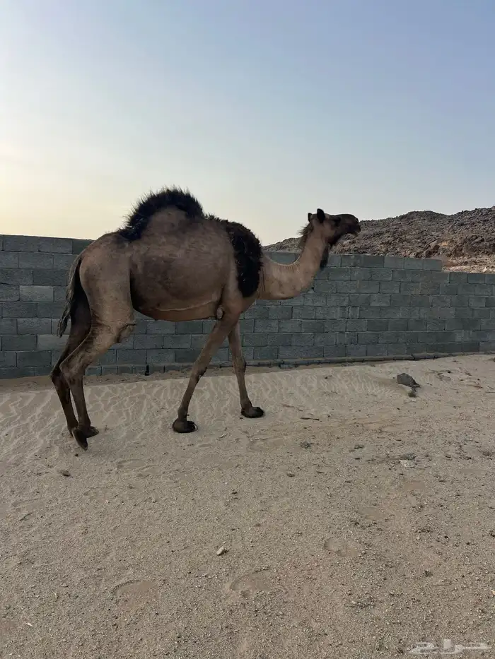 ابل 0
