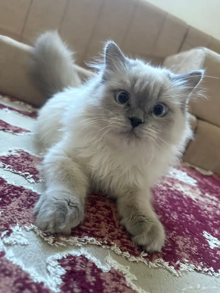 قطط 0