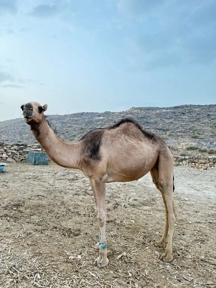 للبيع بكره لقيه 2