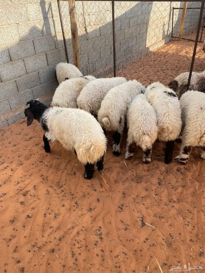 ذبايح نعيم وحري بلدي متوفر تمارا 100 تقييم 0