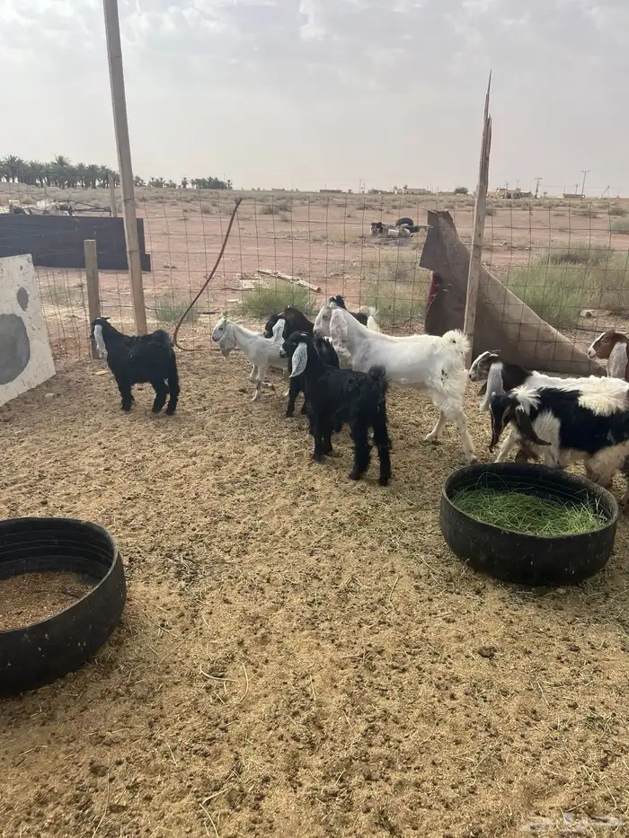تيوس جفار 8