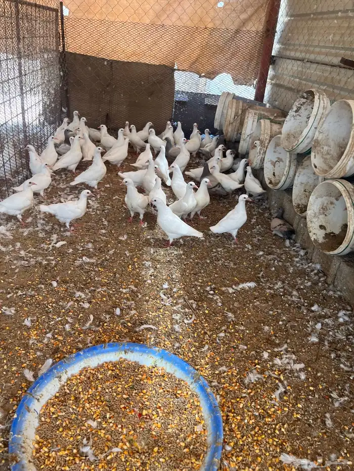 فروخ حمام فرنسي 3
