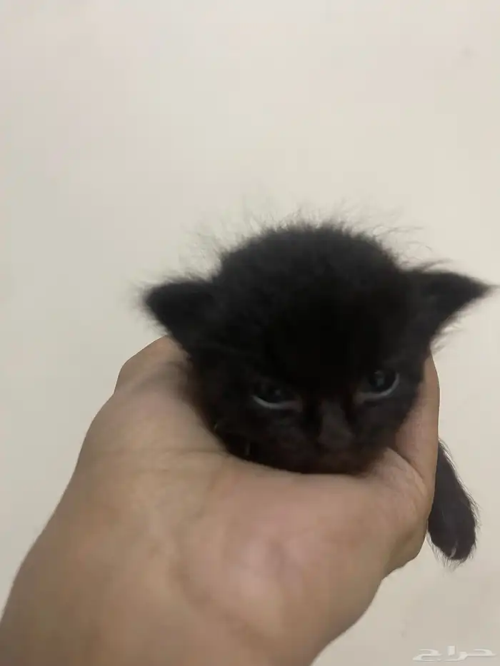 قطه 3