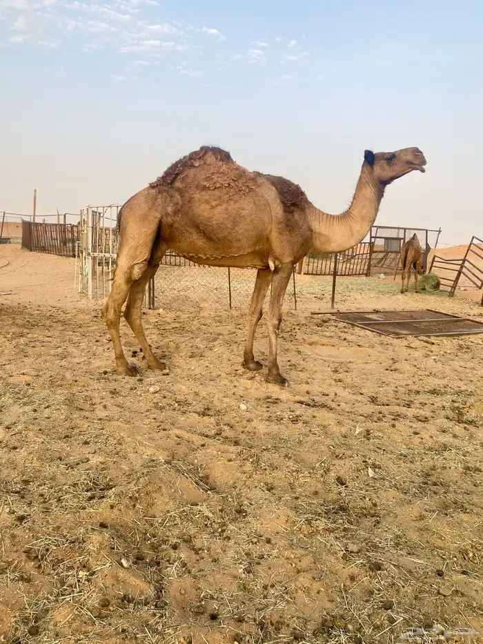 ناقه حايل 3
