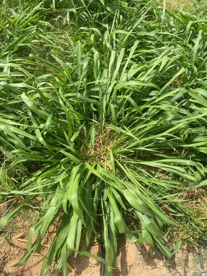 للبيع شتلات بلوكام 1