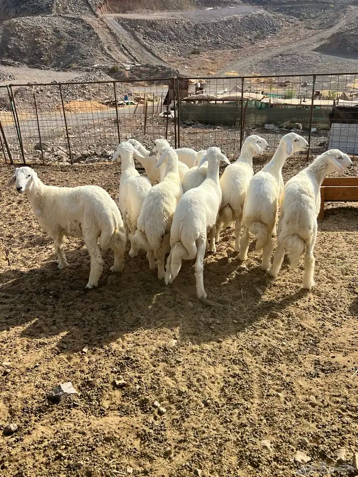 طليان حريه فواخر 3
