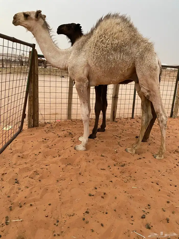 قعود فاخر حق مناسبات طايش 0
