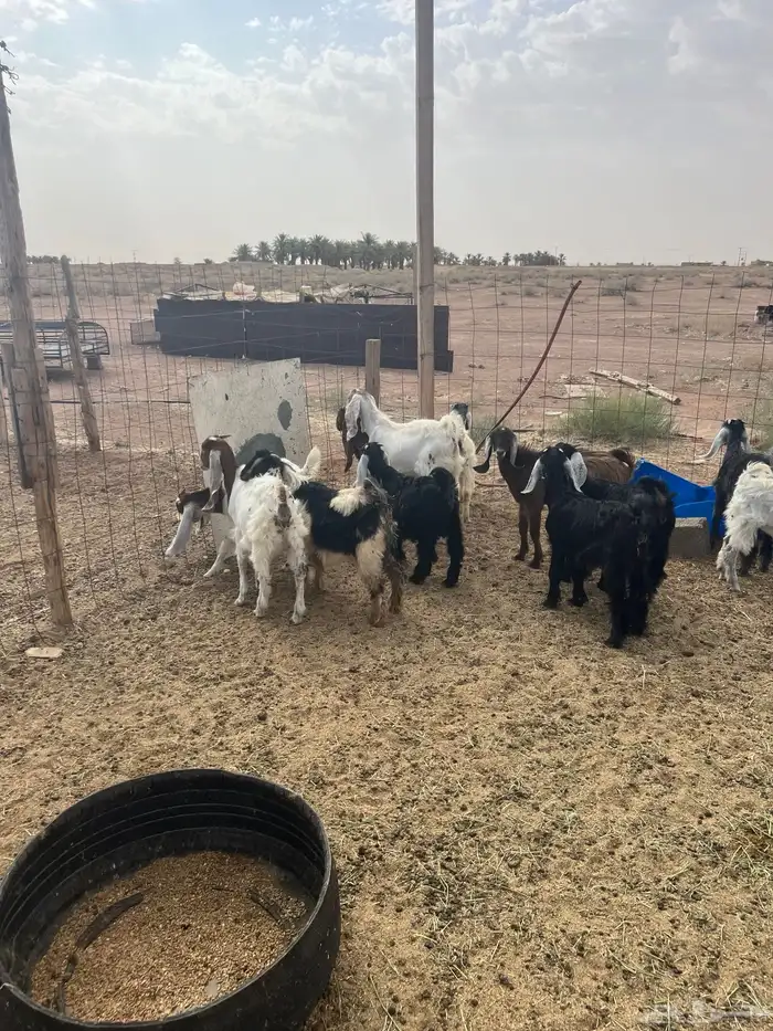 تيوس جفار 5