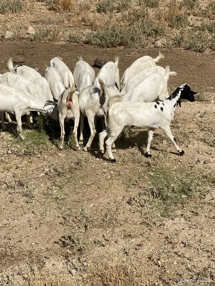 معزاء بيشيات 0