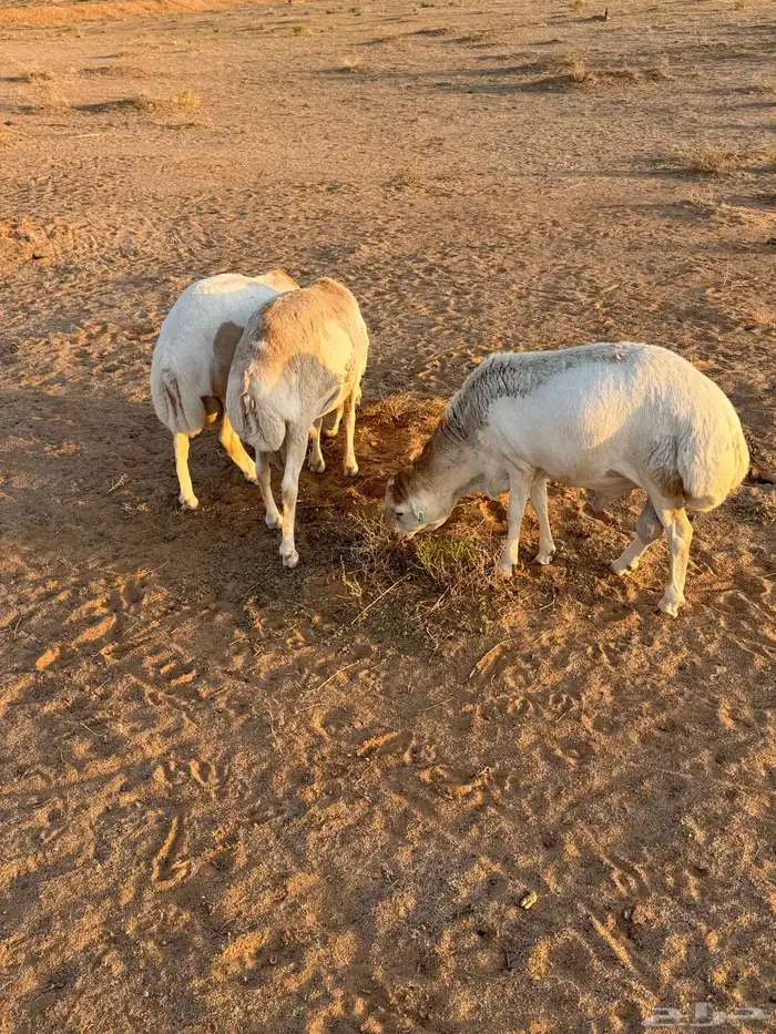 خرفان 0